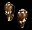 Conus albuquerquei