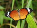 Danaus chrysippus orientis