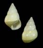 Liguus fasciatus lossmanicus
