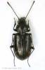 Bembidion obliquum