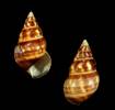 Liguus fasciatus gloriasylvaticus