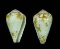 Conus variegatus