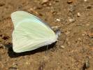 Appias drusilla
