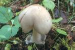 Volvariella gloiocephala