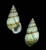 Liguus fasciatus pseudopictus