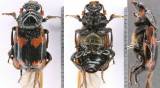 Nicrophorus nepalensis
