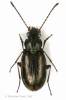 Bembidion varium - šídlatec různobarvý