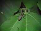 Psacothea hilaris hilaris
