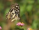 Papilio demoleus demoleus