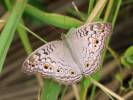 Junonia atlites atlites