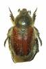 Anisoplia bromicola