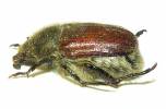 Anisoplia bromicola