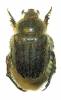 Anisoplia bromicola