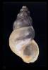 Ecrobia ventrosa - Spire Shell