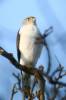 Accipiter francesiae francesiae