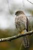 Accipiter francesiae francesiae