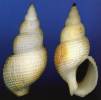 Nassarius wolffi
