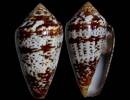 Conus aemulus