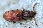 Berginus tamarisci
