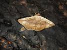 Hypopyra vespertilio