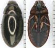 Sternolophus rufipes