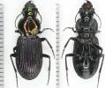 Trigonotoma lewisii