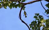 Piranga ludoviciana - Western Tanager