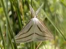 Megaspilates mundataria