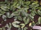 Asarum splendens