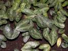 Asarum splendens