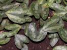 Asarum splendens