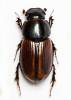 Bodilus circumcinctus