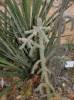 Cylindropuntia imbricata 'Krätschmer'