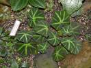 Begonia luxurians - begónie honosná