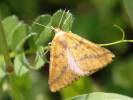 Aspitates ochrearia