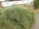 Ephedra przewalskii - chvojník Převalského