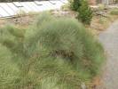 Ephedra przewalskii - chvojník Převalského