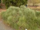 Ephedra przewalskii