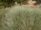 Ephedra przewalskii - chvojník Převalského