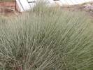 Ephedra przewalskii - chvojník Převalského