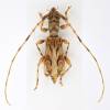 Stenhomalus bilocularis