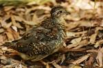 Turnix varius - Painted Buttonquail