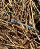 Orthetrum chrysostigma