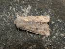 Orthosia incerta - jarnice březnová