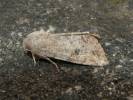 Orthosia incerta - jarnice březnová