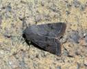 Orthosia incerta - jarnice březnová