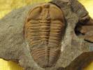 Ctenocephalus coronatus