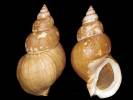 Buccinum aniwanum