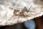 Dynatosoma fuscicorne