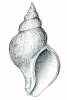 Neptunea antiqua - neptunka antická